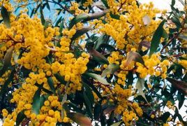 Acacia Myrtifolia (Myrtle Wattle)